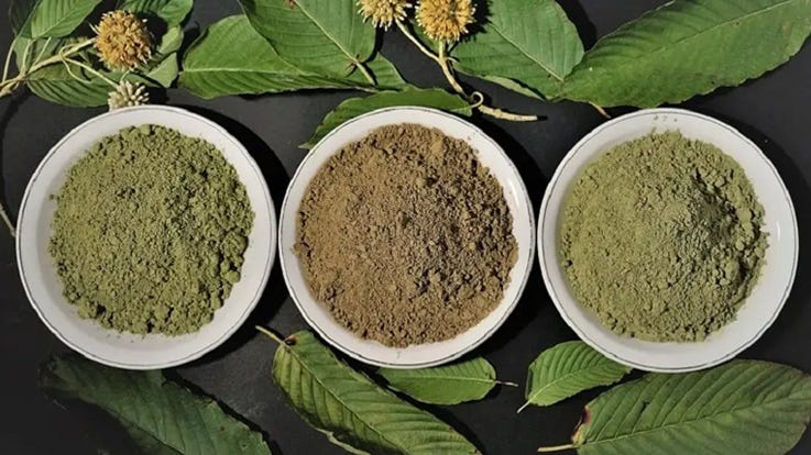 Exploring the Herbal World: Health Benefits and Kratom Varieties to Consider