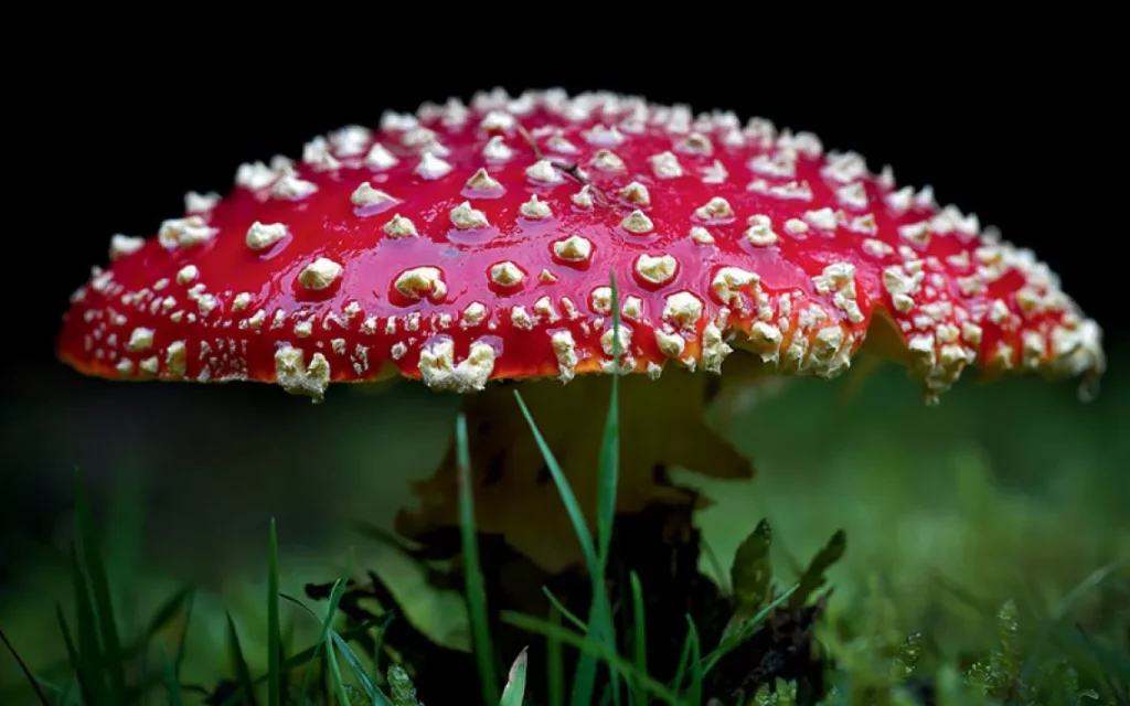 Unraveling the Secrets of Nature’s Amanita Muscaria