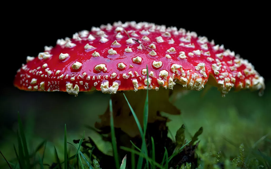 Amanita Muscaria