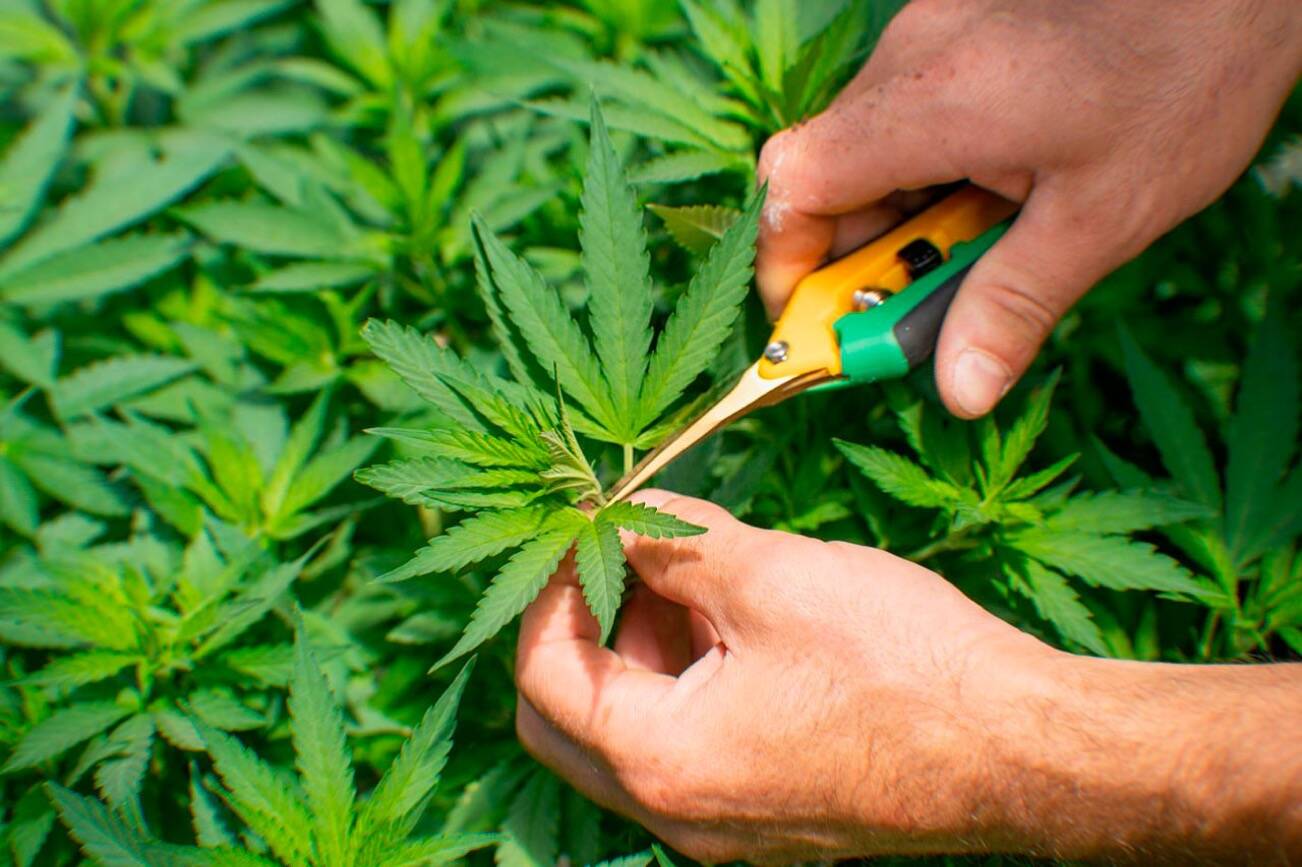 Best THC Detox